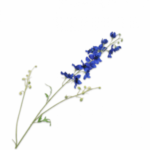 Delphinium Blauw